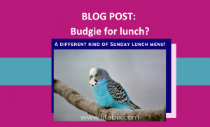 Budgie for lunch Colita's blog post colita dainton