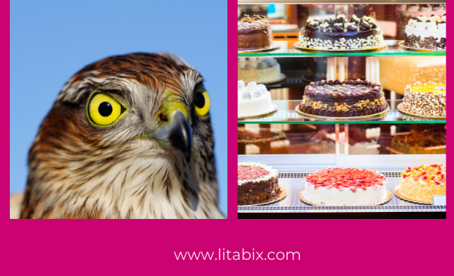 budgie for lunch sparrow hawk and cakes colita dainton litabix blog 